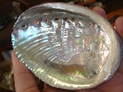 Abalone Shell